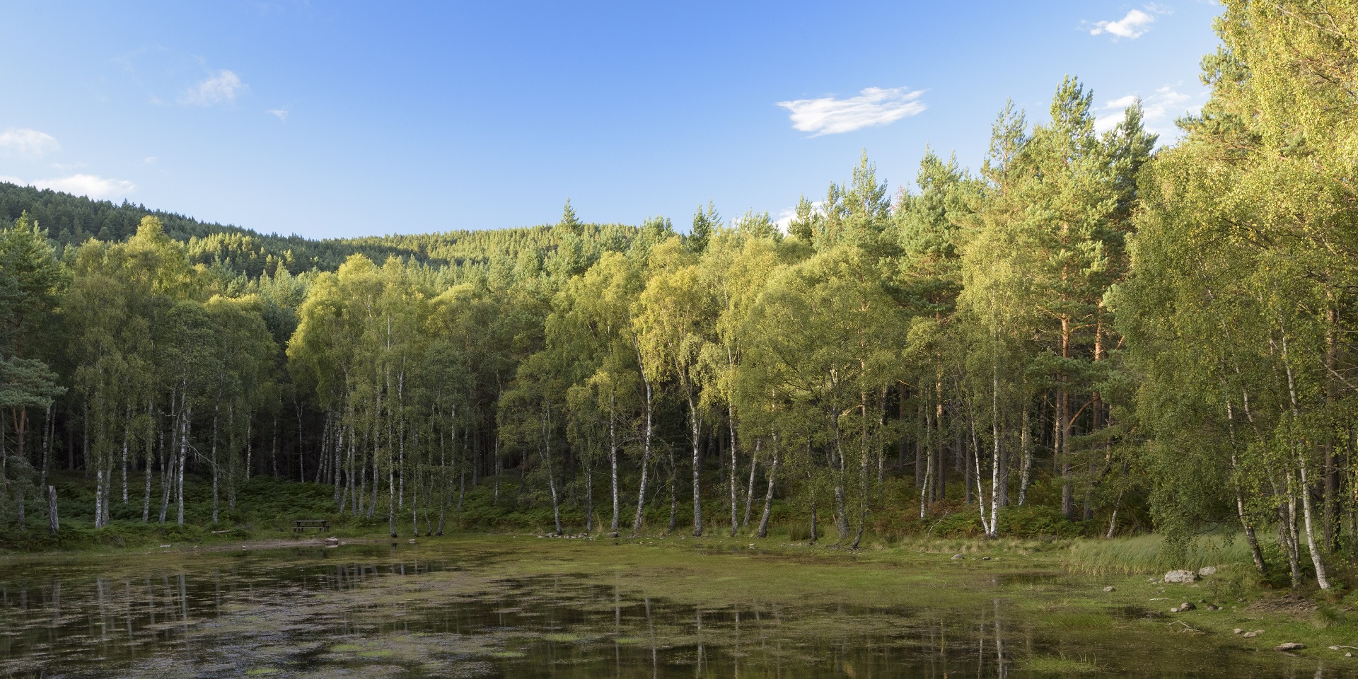 Drooping conifer branch