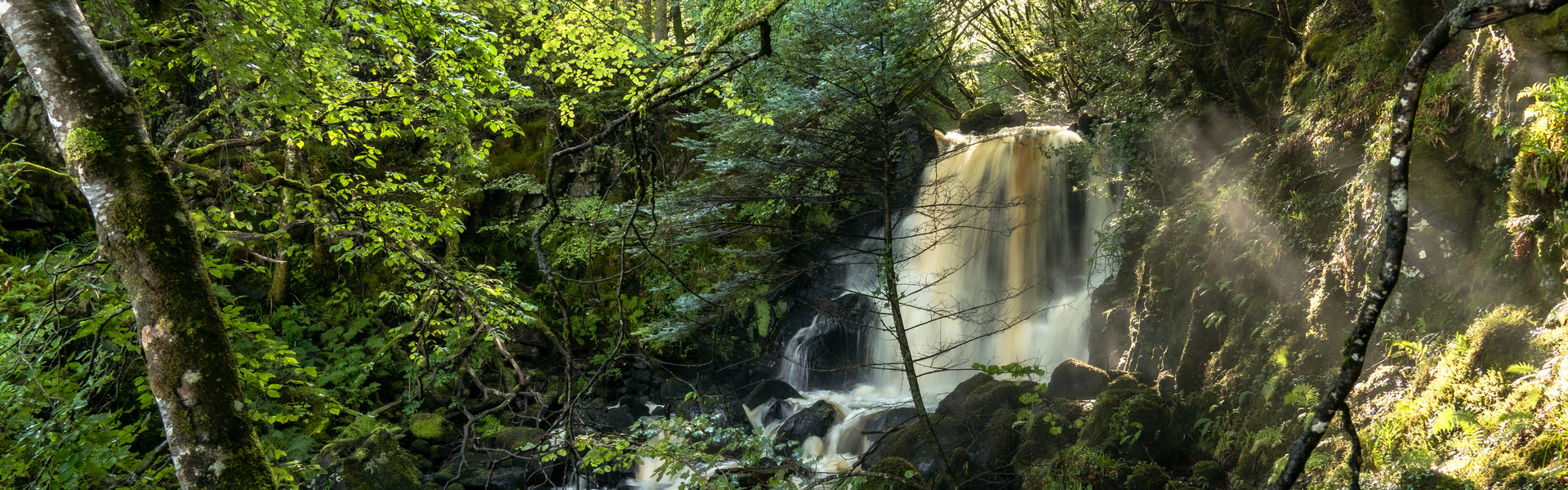 Drooping conifer branch