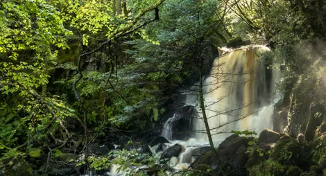 Drooping conifer branch