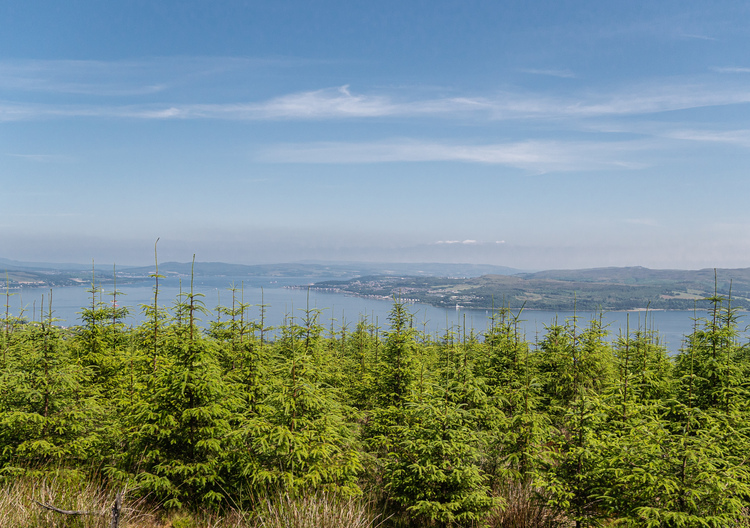 Young pine wood trees overlooking the sea