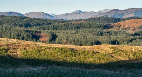Drooping conifer branch