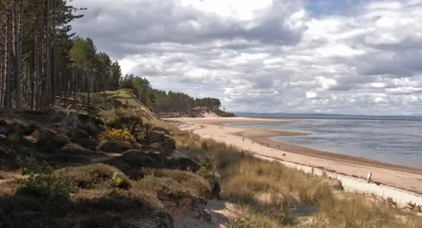 Drooping conifer branch