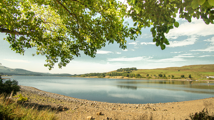 A rocky beach with an overhanging beech tree