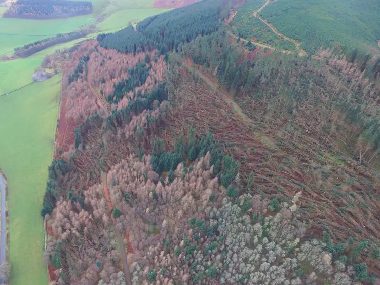 Aerial view of forested hillside with many trees fallen over