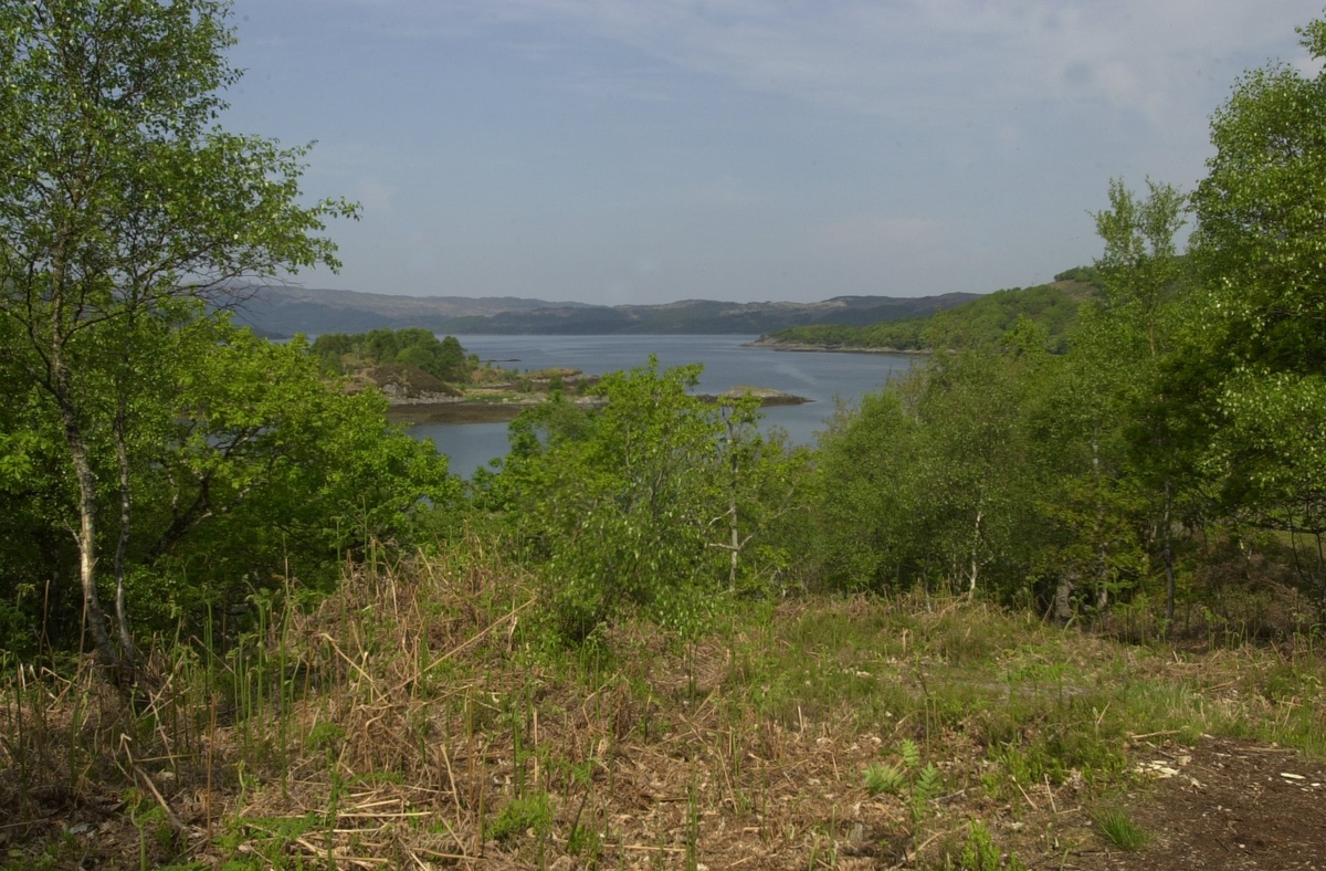 Drooping conifer branch