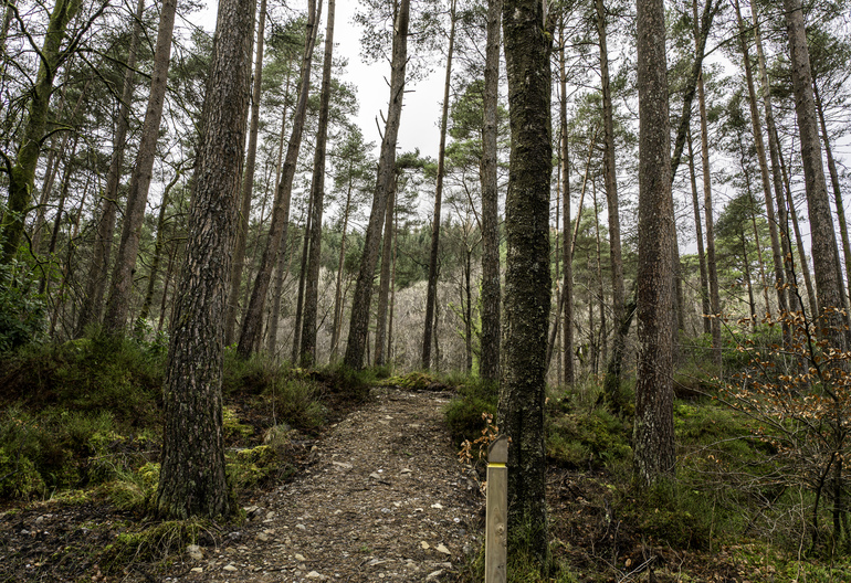 A walking path in a pine forest with a wooden trail marker