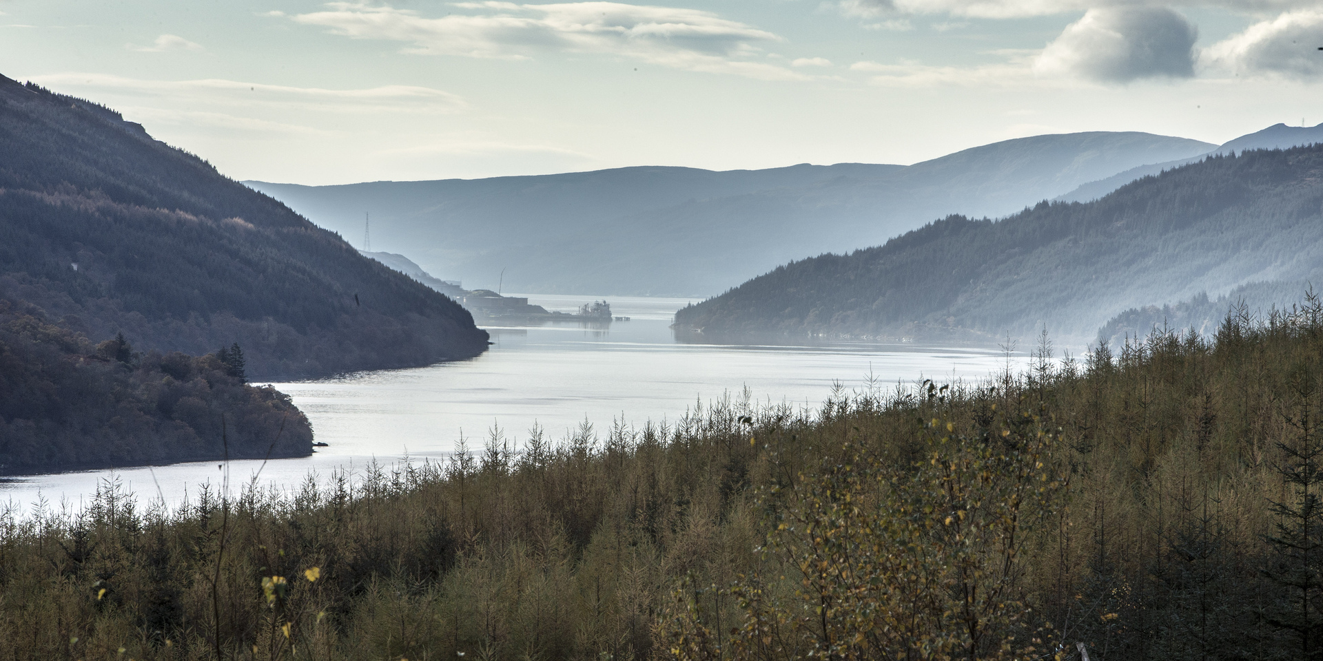 Drooping conifer branch