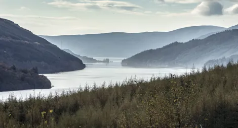 Drooping conifer branch