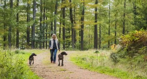 Drooping conifer branch