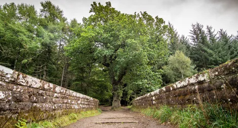 Drooping conifer branch