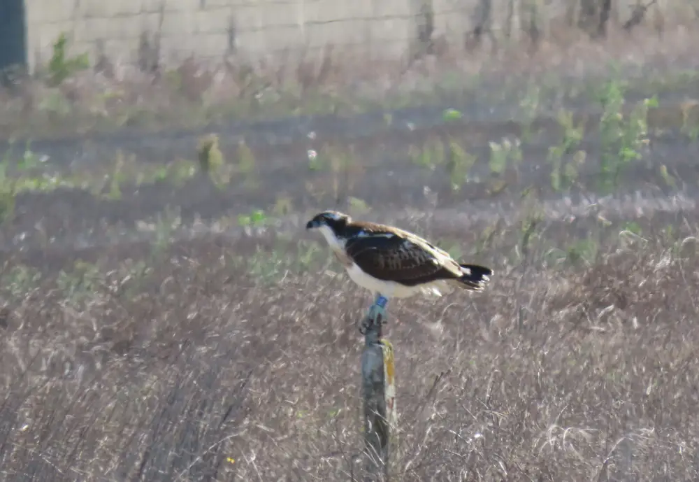 Osprey perched on wooden post