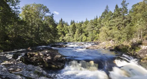 Drooping conifer branch