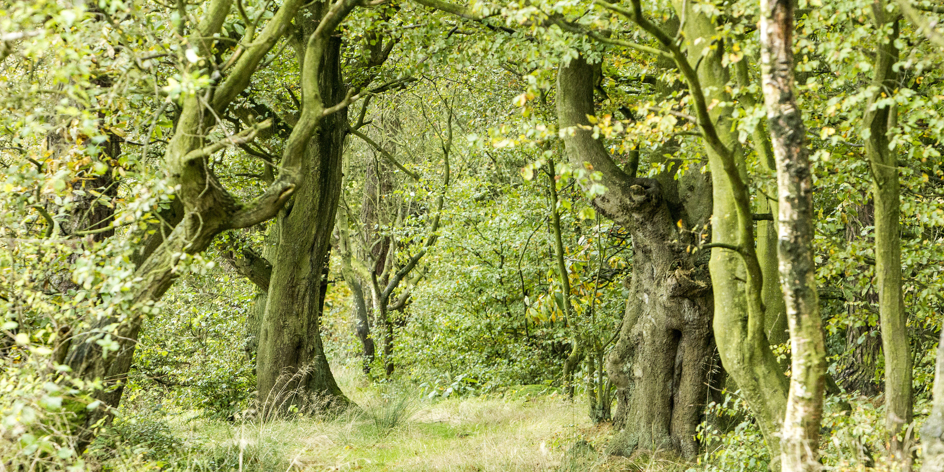 Drooping conifer branch