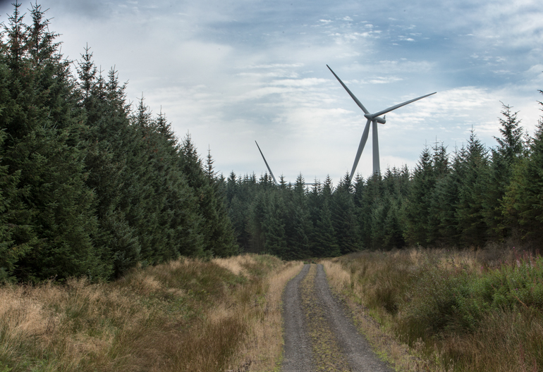 A forest road in the foreground, with conifer trees to the side and background, with a windmill behind the trees.