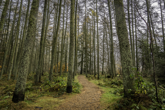 A path through a conifer forest