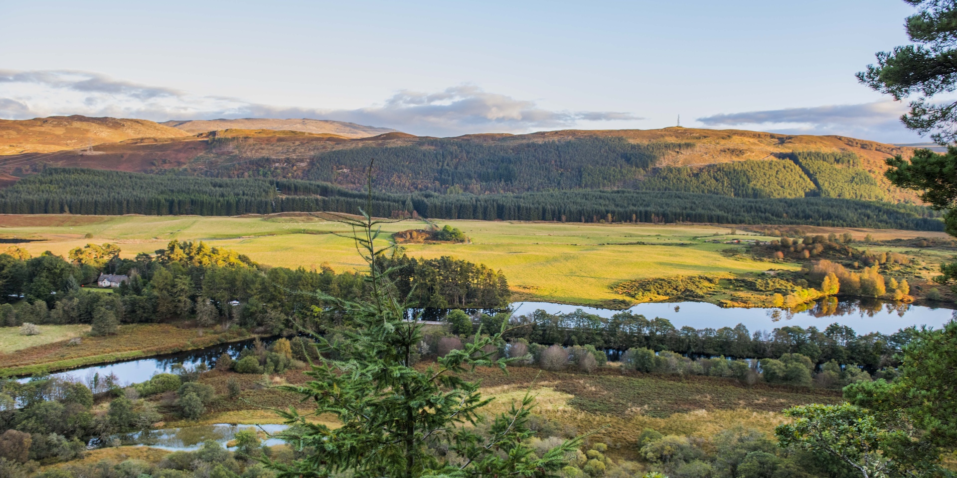 Drooping conifer branch