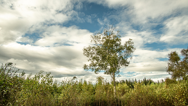 A large broadleaf tree growing over a field