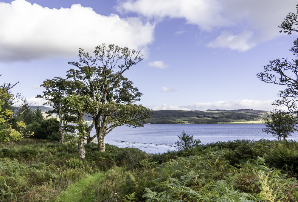 Views over water from a bracken and treed hillside to a hilly forested countryside