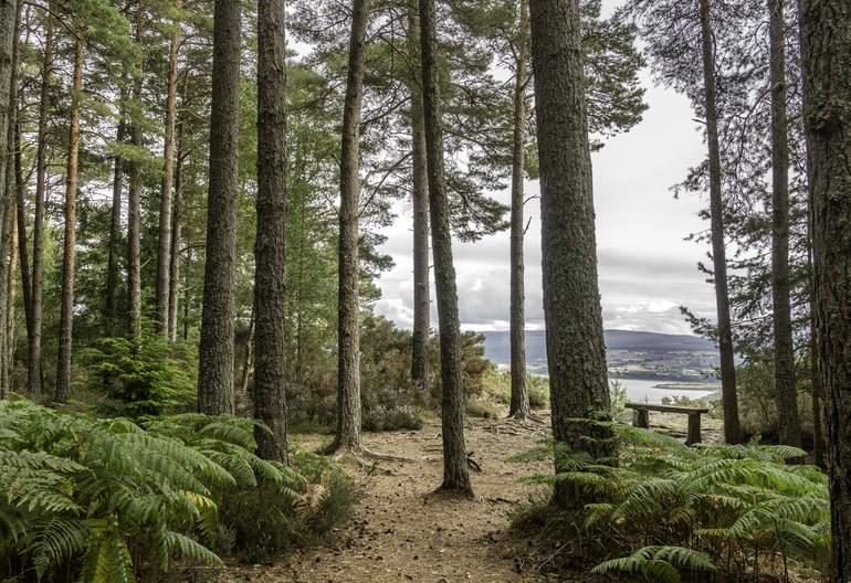 A bench overlooking the firth with cityt behind