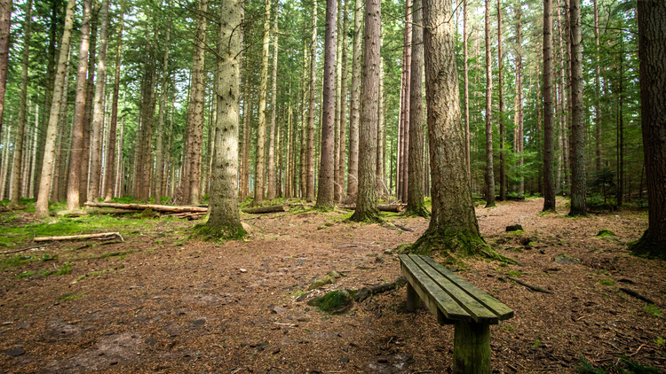 A wooden bench in a pine wood