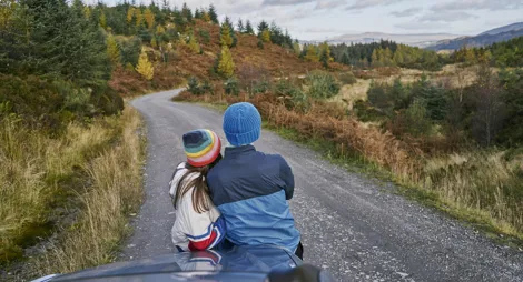 Drooping conifer branch