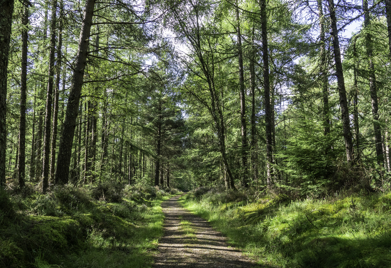 A path through a conifer wood