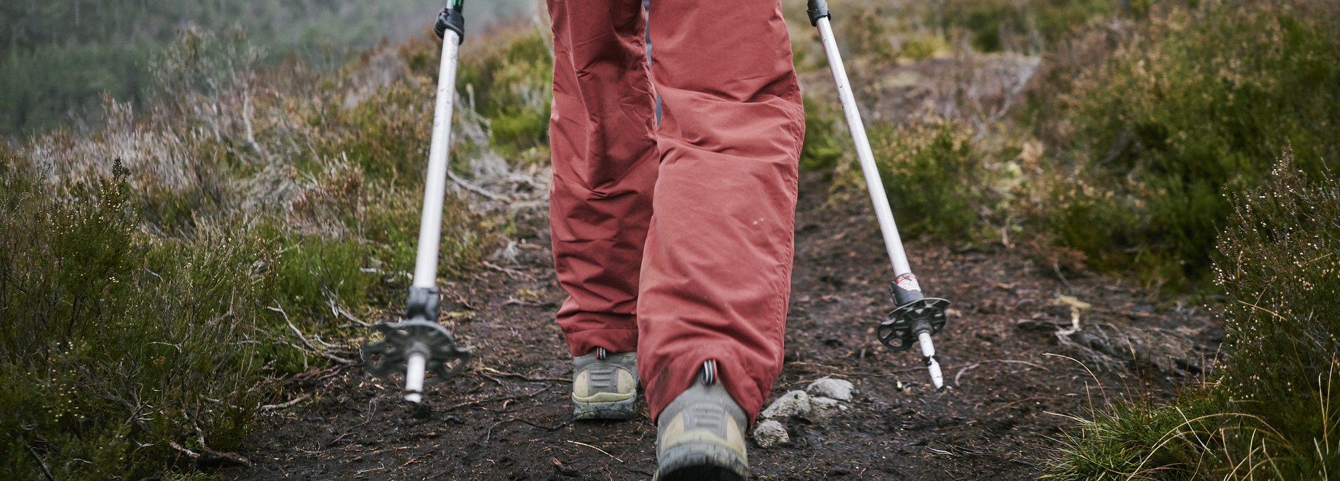 Drooping conifer branch