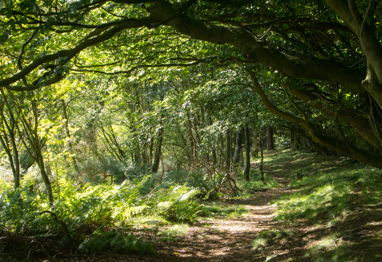 Sun casts shadows on a woodland path beneath a tunnel of trees