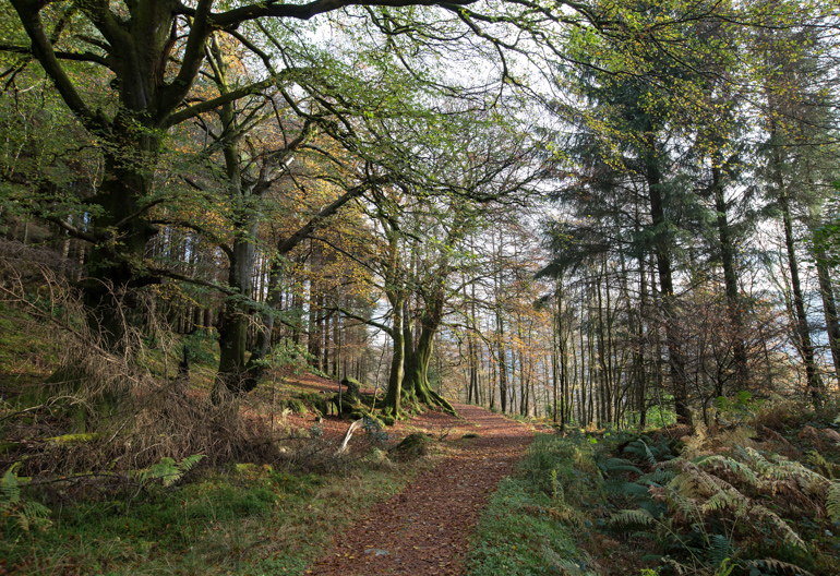 Leave-covered path leading through an open wood of tall trees.