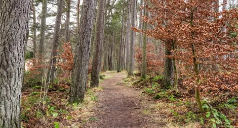 Drooping conifer branch