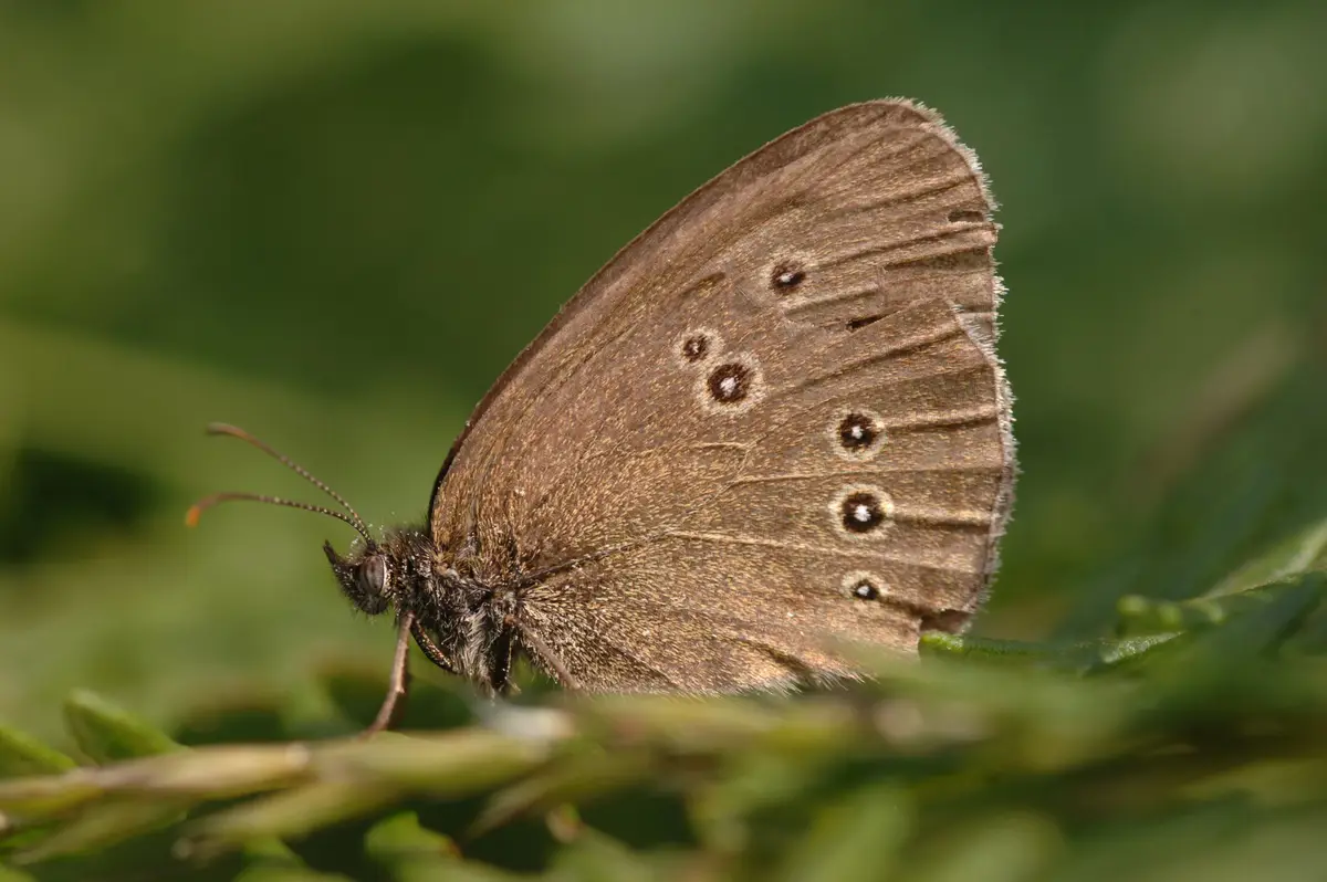 Ringlet butterfly