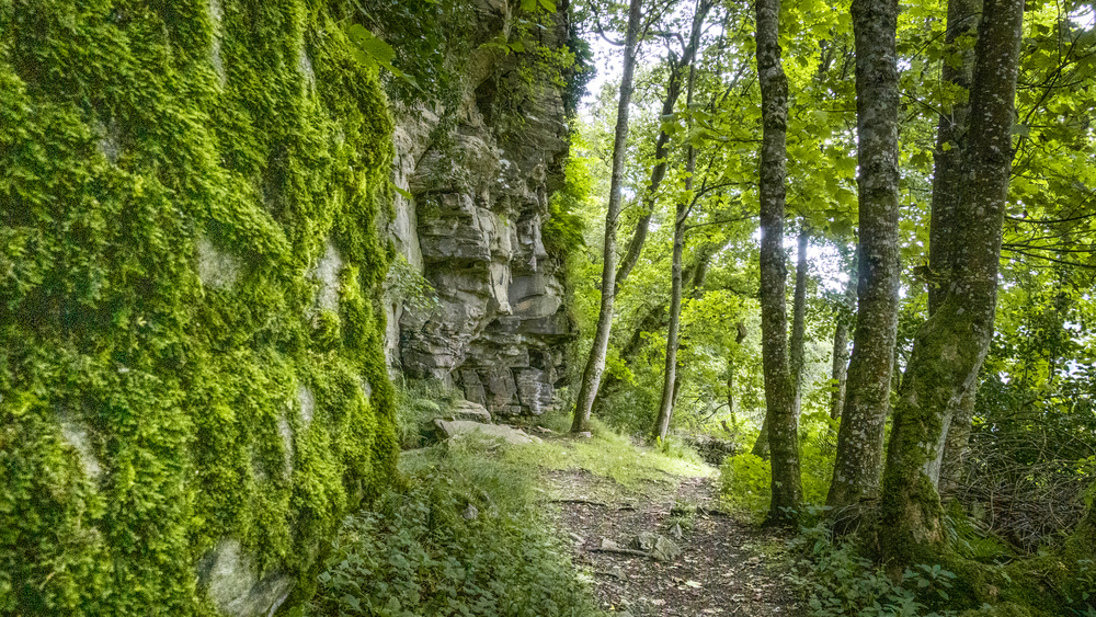 A rocky path next to a cliff in a dense sunny forest