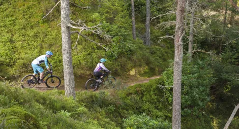 Drooping conifer branch