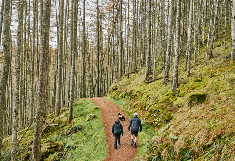  Man and woman walking along forest path with Scottish Terrier dog in tartan coat beside them 