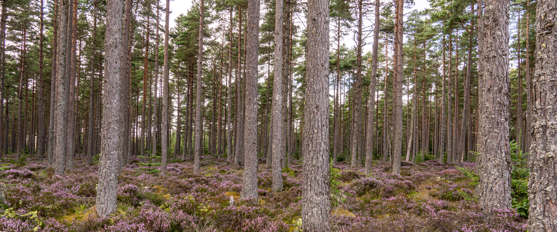 Drooping conifer branch