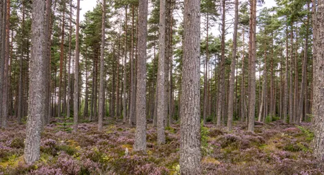Drooping conifer branch