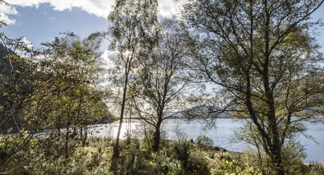 Drooping conifer branch