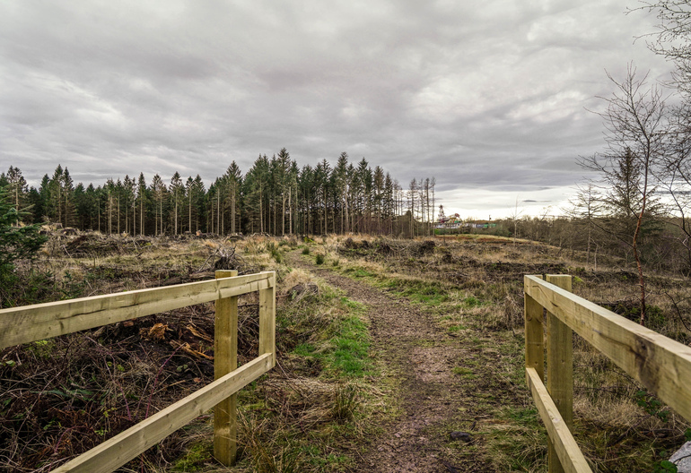 A forest path through a wooden railing towards a clear-fell area with forest in the back