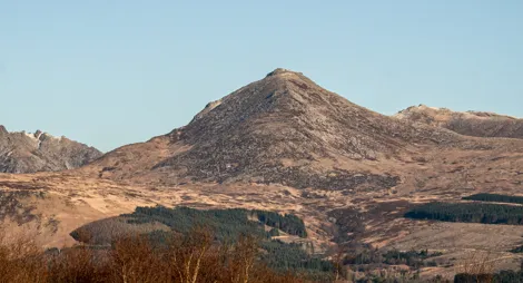 Drooping conifer branch