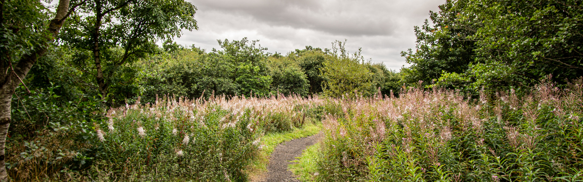 Drooping conifer branch