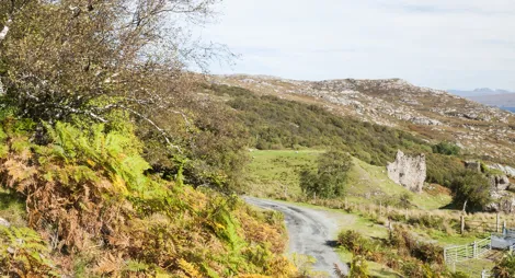 Drooping conifer branch