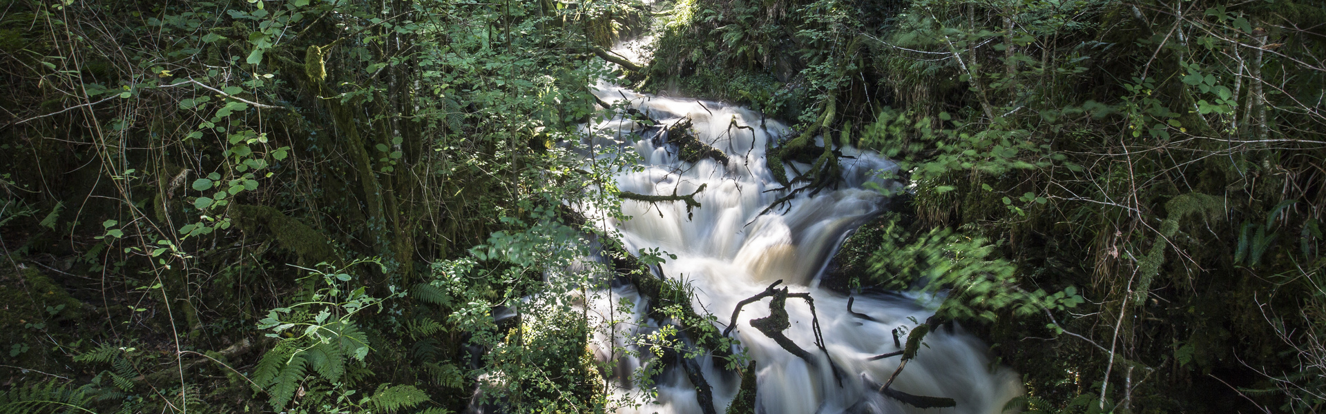 Drooping conifer branch