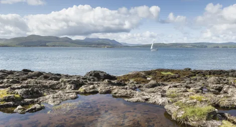 Drooping conifer branch