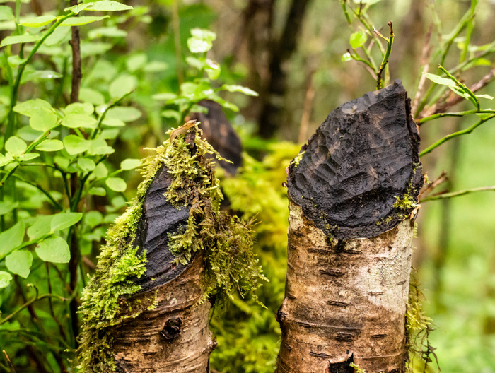 Beaver chewed wood in a forest