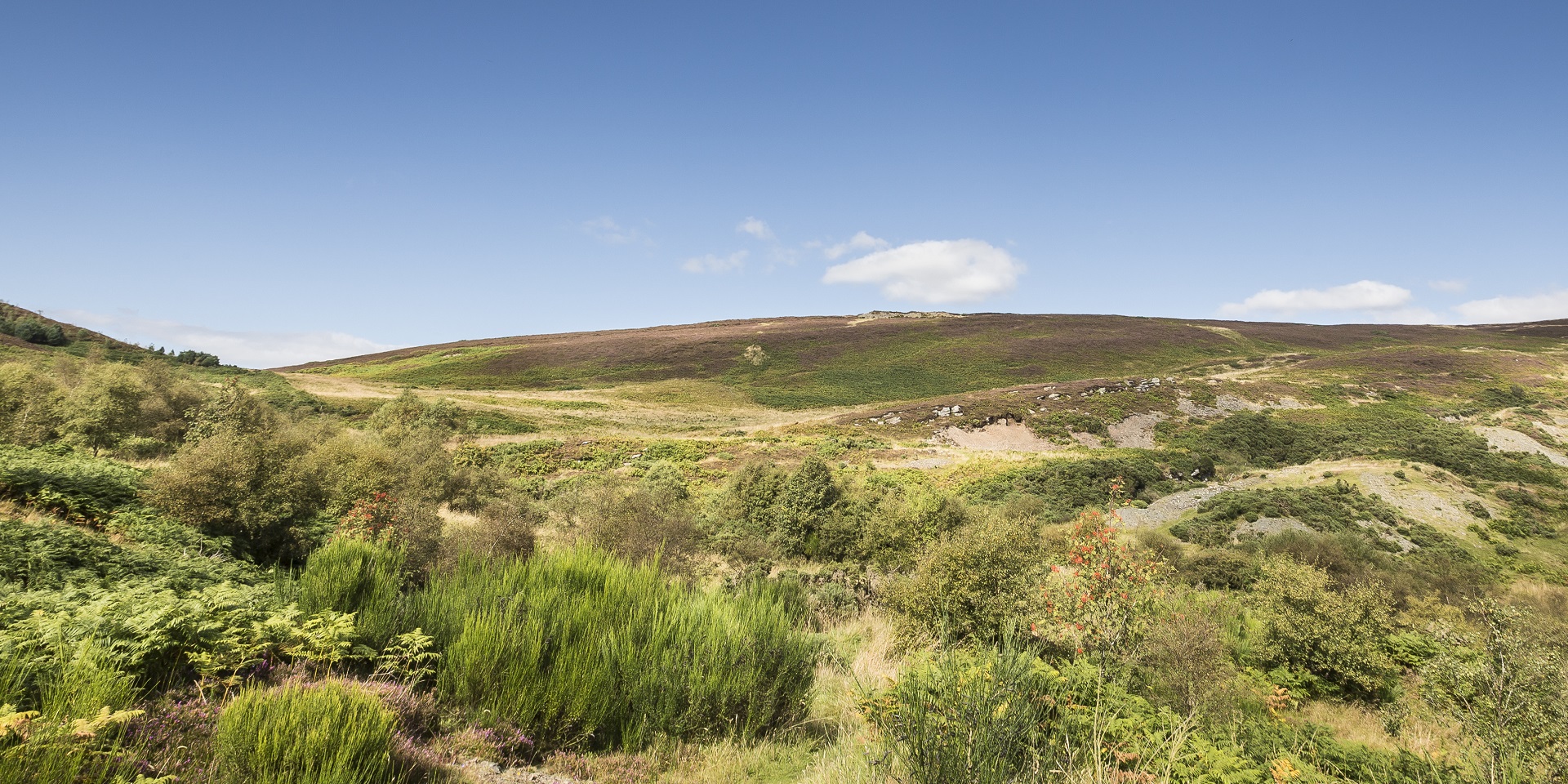 Drooping conifer branch