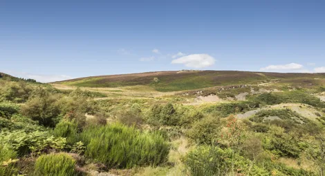 Drooping conifer branch