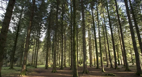 Drooping conifer branch