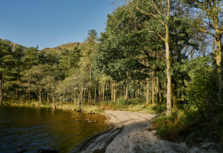 A small stony beach between ancient conifer woodland