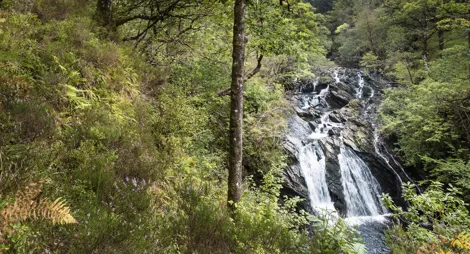 Drooping conifer branch
