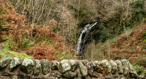 Drooping conifer branch
